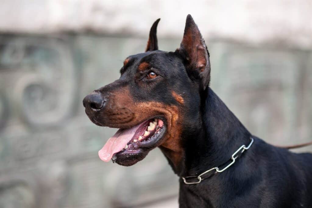 What To Do If Your Doberman Loses Their Sense Of Smell