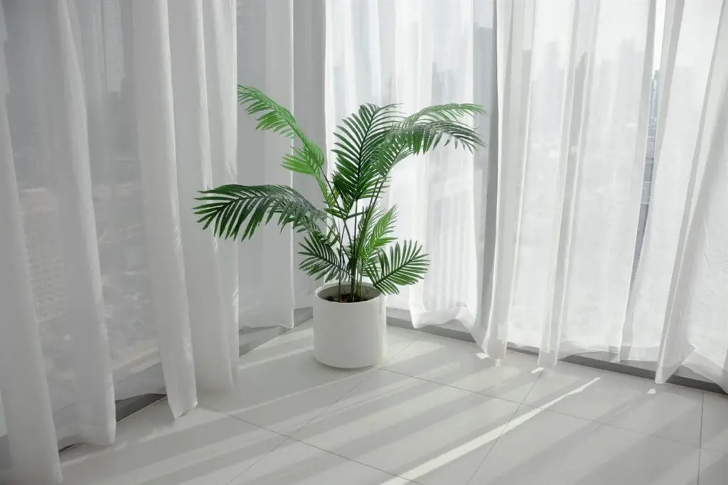 Areca Palm makes a great indoor plant