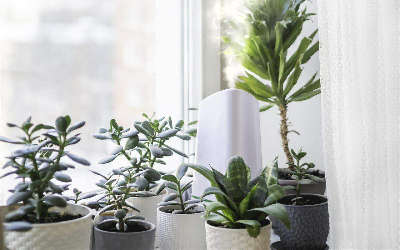 Use houseplants to increase the humidity of your home