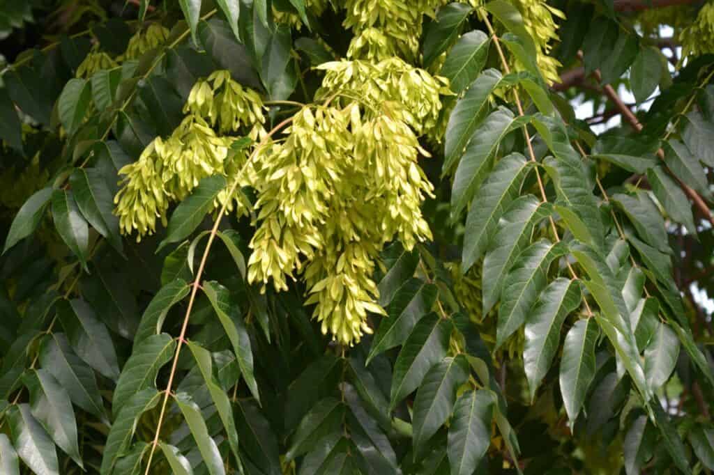 What Does Copal Smell Like?