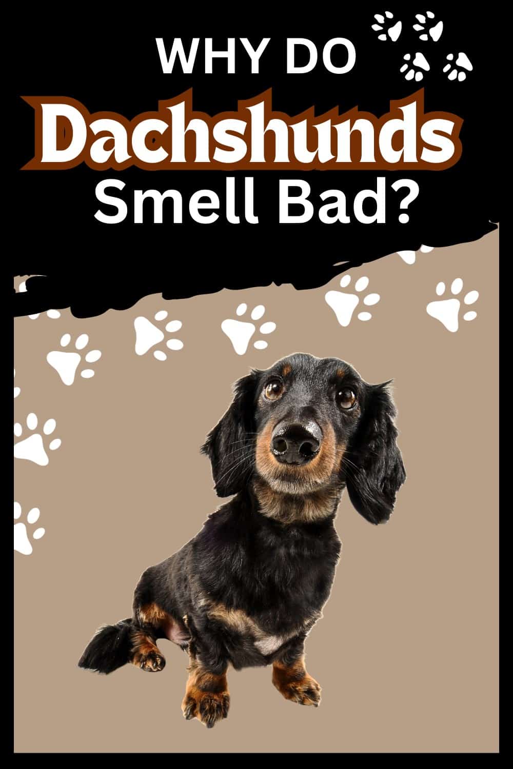 Why Do Dachshunds Smell Bad?