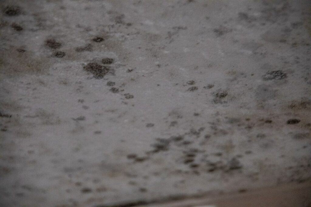 Do Dehumidifiers Kill Mold Effectively?